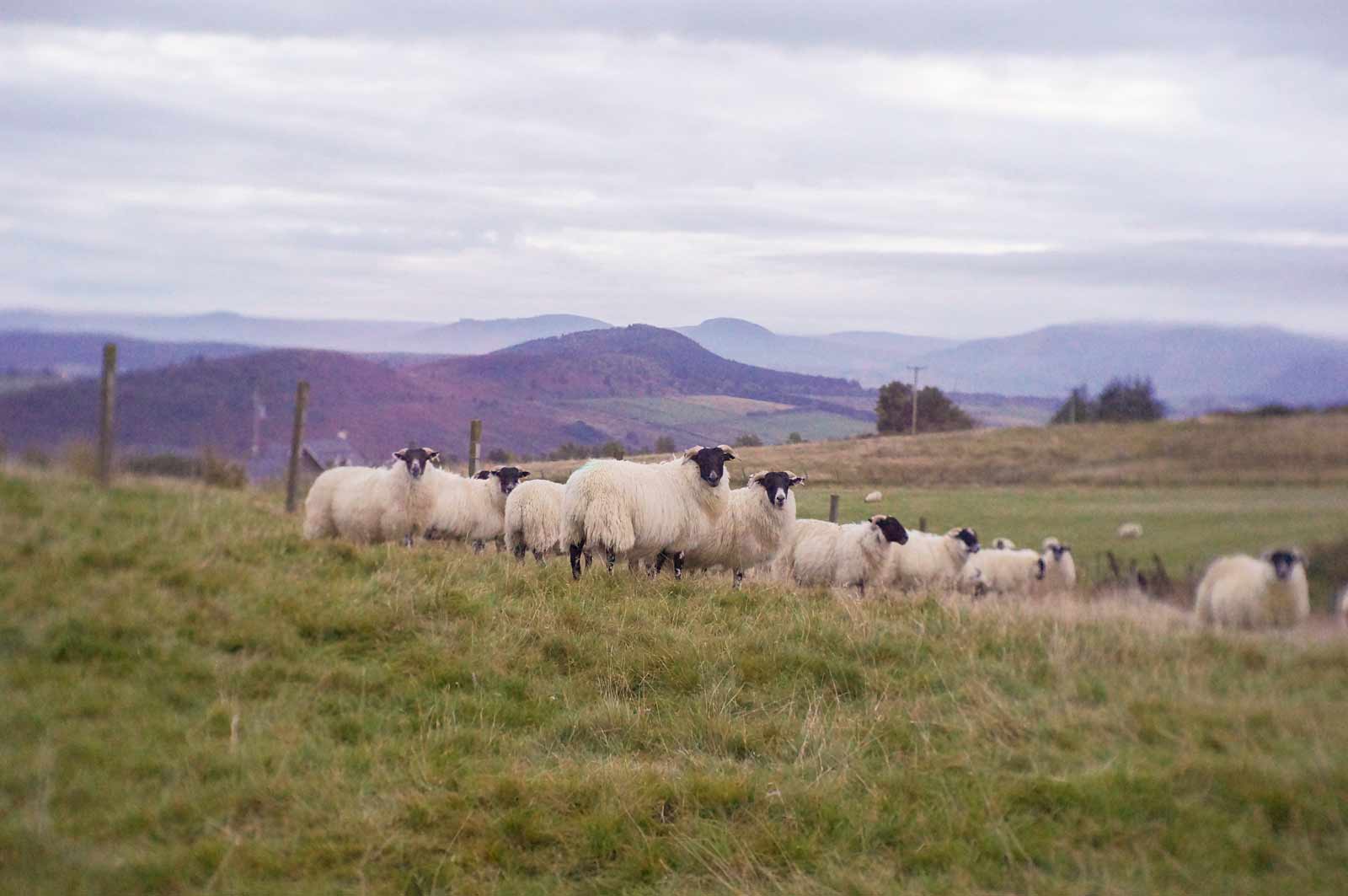 Ivy Cottage Holiday Let, Strathpeffer sheep